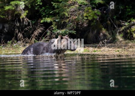 Le Canada, la Colombie-Britannique, la forêt pluviale de Great Bear, Khutze Inlet. Ours brun mâle alias grizzli (Ursus arctos) sauvage : natation, Banque D'Images