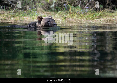 Le Canada, la Colombie-Britannique, la forêt pluviale de Great Bear, Khutze Inlet. Ours brun mâle alias grizzli (Ursus arctos) sauvage : la natation. Banque D'Images