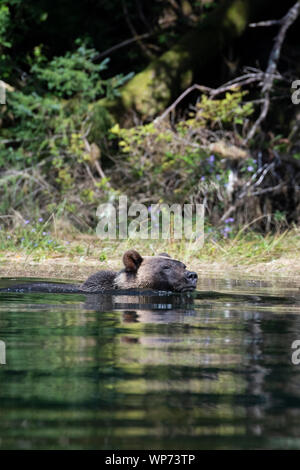 Le Canada, la Colombie-Britannique, la forêt pluviale de Great Bear, Khutze Inlet. Ours brun mâle alias grizzli (Ursus arctos) sauvage : la natation. Banque D'Images