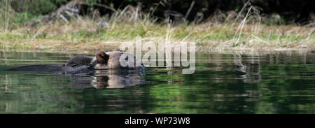 Le Canada, la Colombie-Britannique, la forêt pluviale de Great Bear, Khutze Inlet. Ours brun mâle alias grizzli (Ursus arctos) sauvage : la natation. Banque D'Images