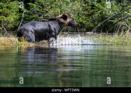 Le Canada, la Colombie-Britannique, la forêt pluviale de Great Bear, Khutze Inlet. Ours brun mâle alias grizzli (Ursus arctos) sauvage : jouer sur les rives. Banque D'Images