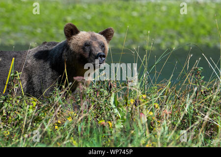 Le Canada, la Colombie-Britannique, la forêt pluviale de Great Bear, Khutze Inlet. Ours brun ours grizzly aka, sow (WILD : Ursus arctos) dans les habitats de la rivière. Banque D'Images