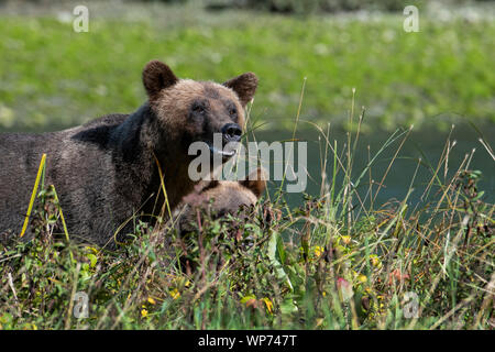 Le Canada, la Colombie-Britannique, la forêt pluviale de Great Bear, Khutze Inlet. Ours brun ours grizzly aka, sow avec oursons (WILD : Ursus arctos) dans la région de Grassy riverside ha Banque D'Images