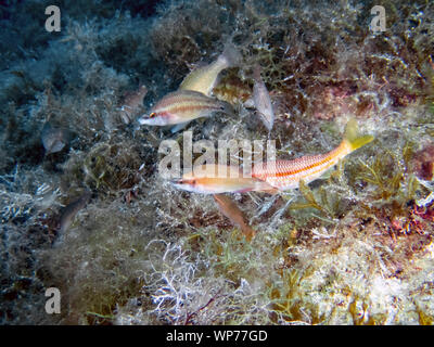 Est de l'Atlantique Peacock Napoléon (Symphodus tinca) Banque D'Images