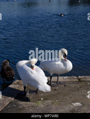 Cygne muet au bassin rond, Kensigton Garden, Londres. Banque D'Images