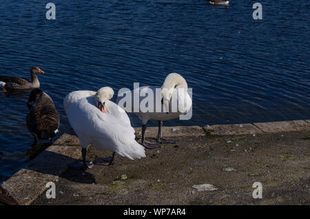 Cygne muet au bassin rond, Kensigton Garden, Londres. Banque D'Images