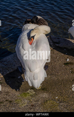 Cygne muet au bassin rond, Kensigton Garden, Londres. Banque D'Images