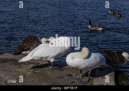 Cygne muet au bassin rond, Kensigton Garden, Londres. Banque D'Images