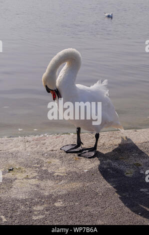 Cygne muet au bassin rond, Kensigton Garden, Londres. Banque D'Images