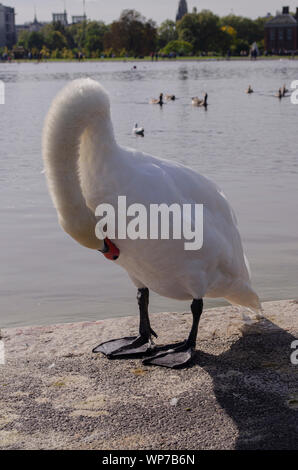 Cygne muet au bassin rond, Kensigton Garden, Londres. Banque D'Images