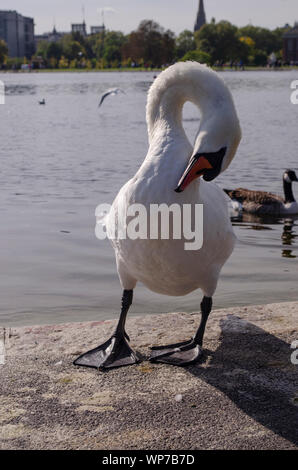 Cygne muet au bassin rond, Kensigton Garden, Londres. Banque D'Images