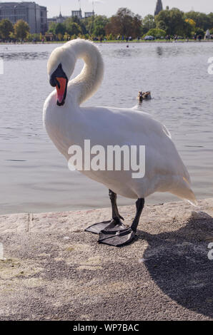 Cygne muet au bassin rond, Kensigton Garden, Londres. Banque D'Images