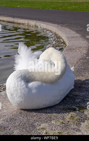 Cygne muet au bassin rond, Kensigton Garden, Londres. Banque D'Images