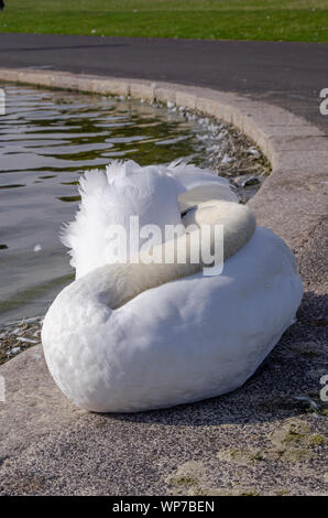 Cygne muet au bassin rond, Kensigton Garden, Londres. Banque D'Images