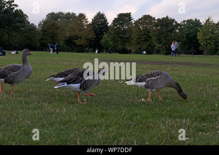 Oies cendrées dans et autour de l'étang rond. Les Jardins de Kensington, Londres. Banque D'Images