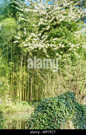 Paris, Nogent-sur-Marne, Bois de Vincennes, le Jardin d'agronomie tropicale Banque D'Images