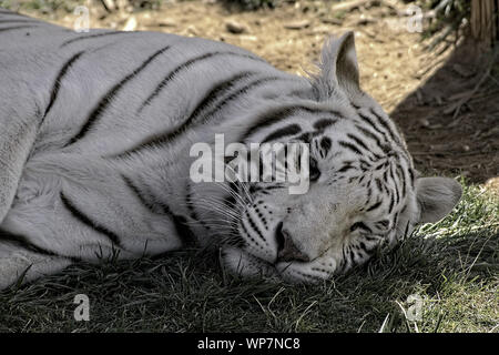 Tigre du Bengale. Portant sur la masse. Banque D'Images