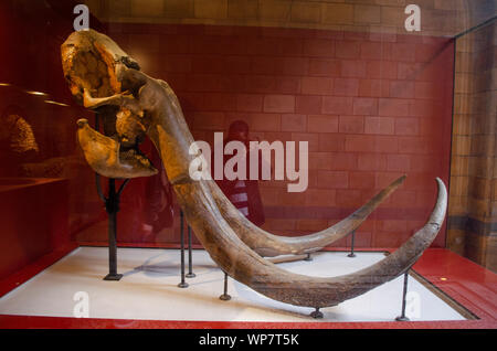 Mammuthus trogontherii, steppe à mammouths, NHM Londres. Banque D'Images