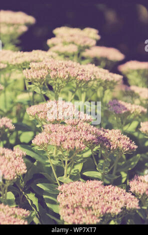 Belles fleurs sedum, look vintage Banque D'Images