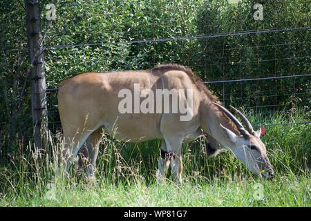 Éland commun herbe de pâturage et de bush. Espèces d'antilope peuvent être domestiqués. La consommation d'arbres au fin fond de la baie Cumberland. Horned deer, taurotargus Banque D'Images