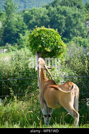 Éland commun herbe de pâturage et de bush. Espèces d'antilope peuvent être domestiqués. La consommation d'arbres au fin fond de la baie Cumberland. Horned deer, taurotargus Banque D'Images