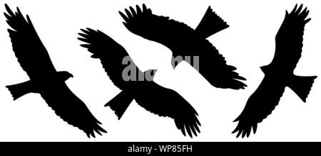 Silhouettes d'aigle isolé sur blanc. Vector illustration Illustration de Vecteur