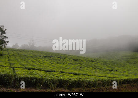 Photo de paysage de plantations de thé qui sont aussi haut que les nuages au Kerala et Tamil Nadu frontière. Banque D'Images