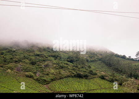 Photo de paysage de plantations de thé qui sont aussi haut que les nuages au Kerala et Tamil Nadu frontière. Banque D'Images