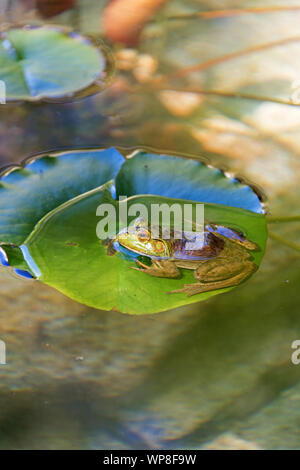 Grenouille verte (Lithobates clamitans melanota) assis sur feuille de nénuphar, Seal Harbor, Maine. Banque D'Images