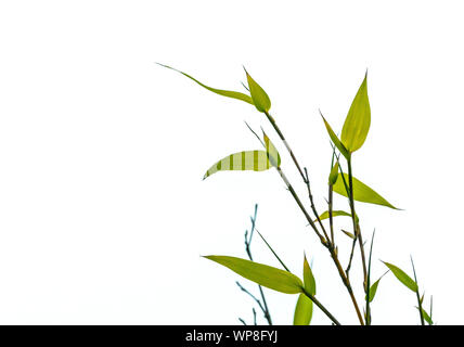 Les feuilles et les branches de bambou sur fond blanc Banque D'Images