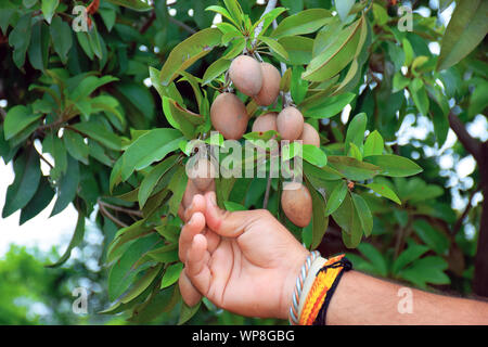 La main de l'homme rompt le fruit de l'arbre de fruit spodilla brun Banque D'Images