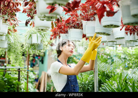 Belle jeune femme travaillant dans Hothouse Flowers et contrôle du plafond suspendu si le sol dans les pots est assez humide Banque D'Images