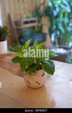 Le Pothos avec une lumière naturelle dans la matinée Journée d'été Banque D'Images