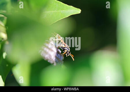Tree wasp wasp papier ou sur son nid caché dans un arbre près d'agrumes jusqu'en Italie Polistes dominulus nom latin ou comme dolichovespula sylvestris gallicus Banque D'Images