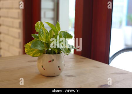 Le Pothos avec une lumière naturelle dans la matinée Journée d'été Banque D'Images