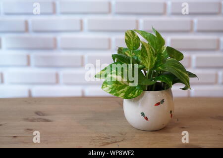 Le Pothos avec une lumière naturelle dans la matinée Journée d'été Banque D'Images