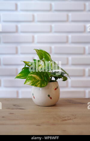 Le Pothos avec une lumière naturelle dans la matinée Journée d'été Banque D'Images