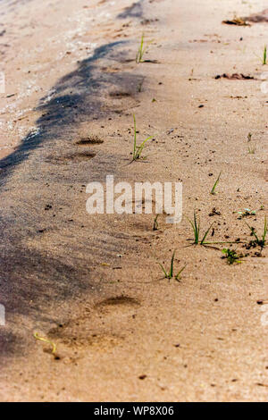 Les traces de pas dans le sable sur le bord de la mer. Gros grains de sable. Des traces de pas dans le sable noir, l'herbe pousser. Ensoleillé. Banque D'Images