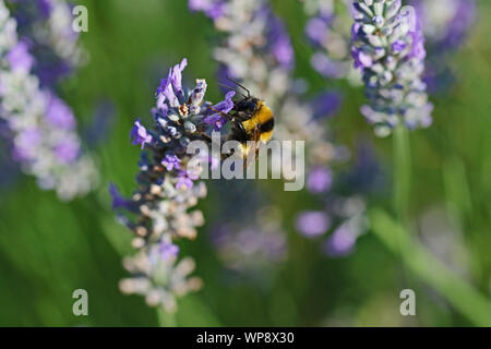 Le cerf de bourdon bourdon Bombus lucorum ou Latin similaire à Bombus terrestris famille apidae se nourrissant d'un buisson de lavande en été en Italie Banque D'Images