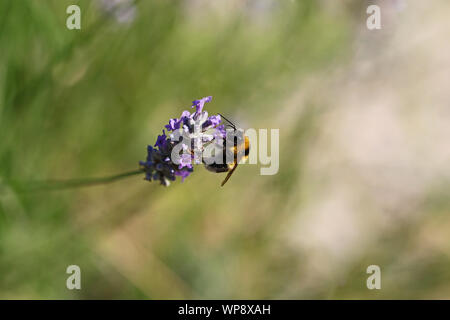 Le cerf de bourdon bourdon Bombus lucorum ou Latin similaire à Bombus terrestris famille apidae se nourrissant d'un buisson de lavande en été en Italie Banque D'Images
