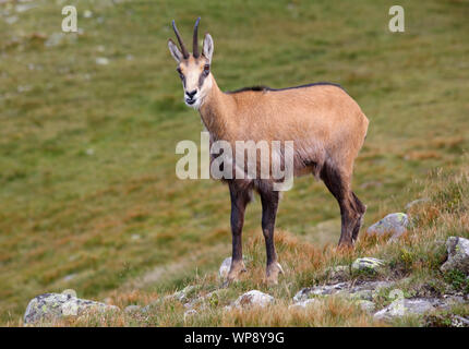 Dans la nature - Chamois Rupicapra, Tatras, Slovaquie Banque D'Images