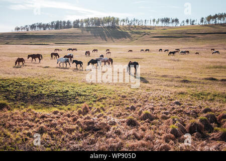 Un grand troupeau de chevaux dans la prairie au soleil. Les chevaux sont noir, blanc et brun. Beaucoup de chevaux. Loin de les collines avec des arbres. Banque D'Images