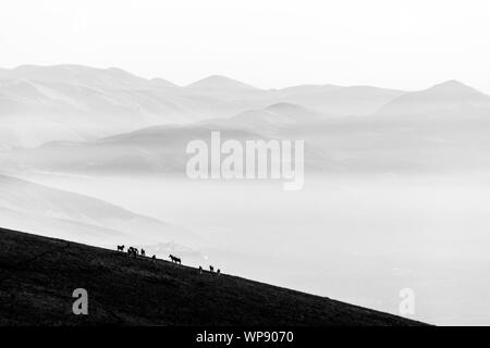 Certains chevaux silhouettes sur le dessus de la montagne Subasio, sur une mer de brume, le remplissage de la vallée de l'Ombrie Banque D'Images