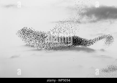 Nuée d'oiseaux de prendre une belle forme dans le ciel Banque D'Images