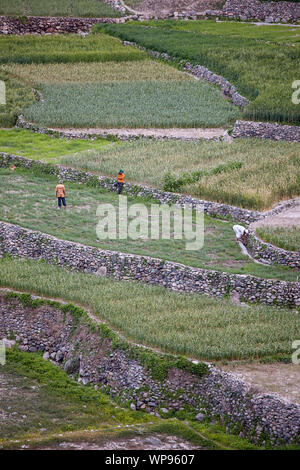 Les hommes sur les champs en terrasses, le Village de Balad Sayt, Hajar al Gharbi montagnes, Dakhiliyah, Oman Banque D'Images