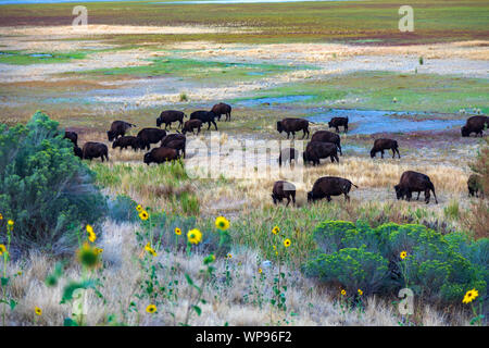 Dans cette photo, un troupeau de bison d'Amérique (Bison bison) comme ils broutent dans la région de la baie de Buffalo sur Antelope Island State Park, Utah, USA. Banque D'Images