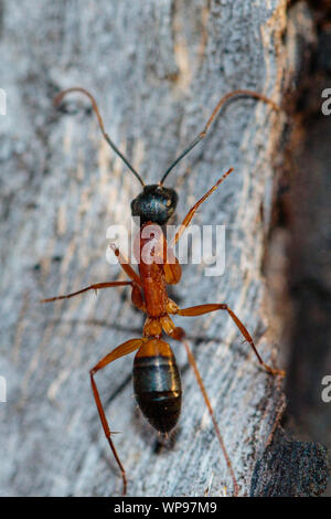 Sucre bagués Ant sur un arbre à Garran, ACT, Australie sur une après-midi d'hiver en août 2019 Banque D'Images