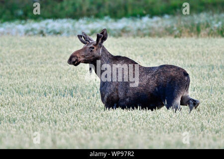 Bull Moose est en travers de wheatfield Banque D'Images