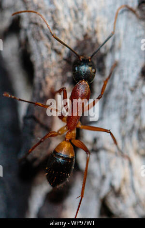 Sucre bagués Ant sur un arbre à Garran, ACT, Australie sur une après-midi d'hiver en août 2019 Banque D'Images