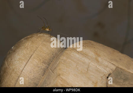 Close up d'un poilu, branche longue araignée brune assise sur le bois. Banque D'Images